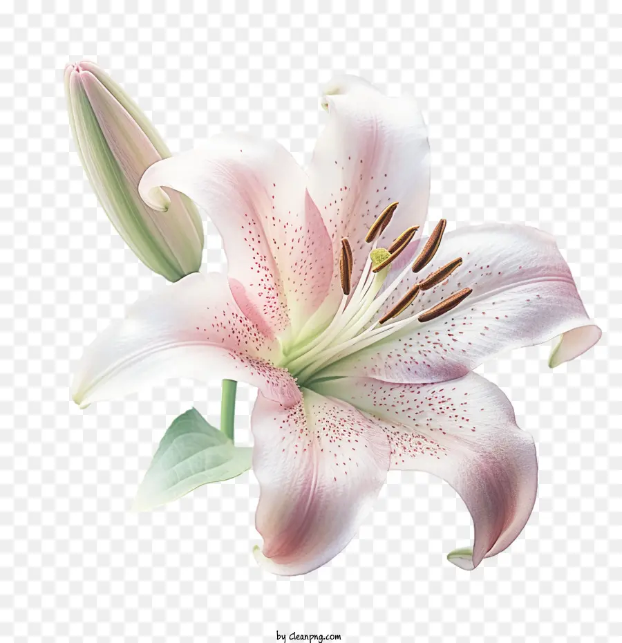 hoa lily - 