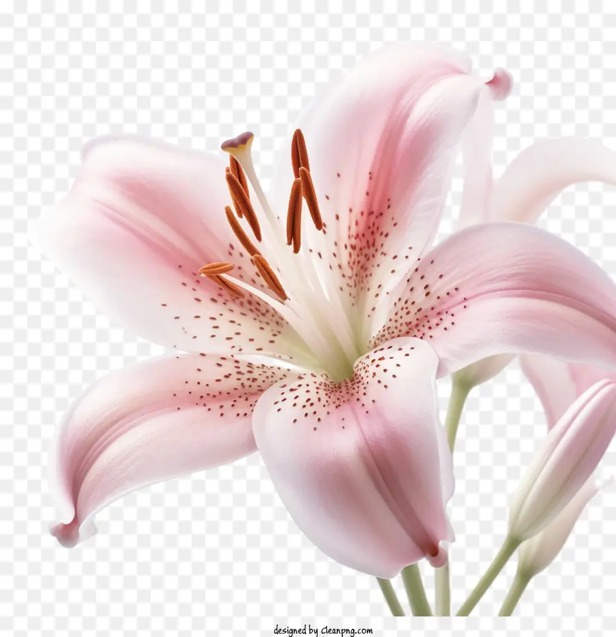 hoa lily - 