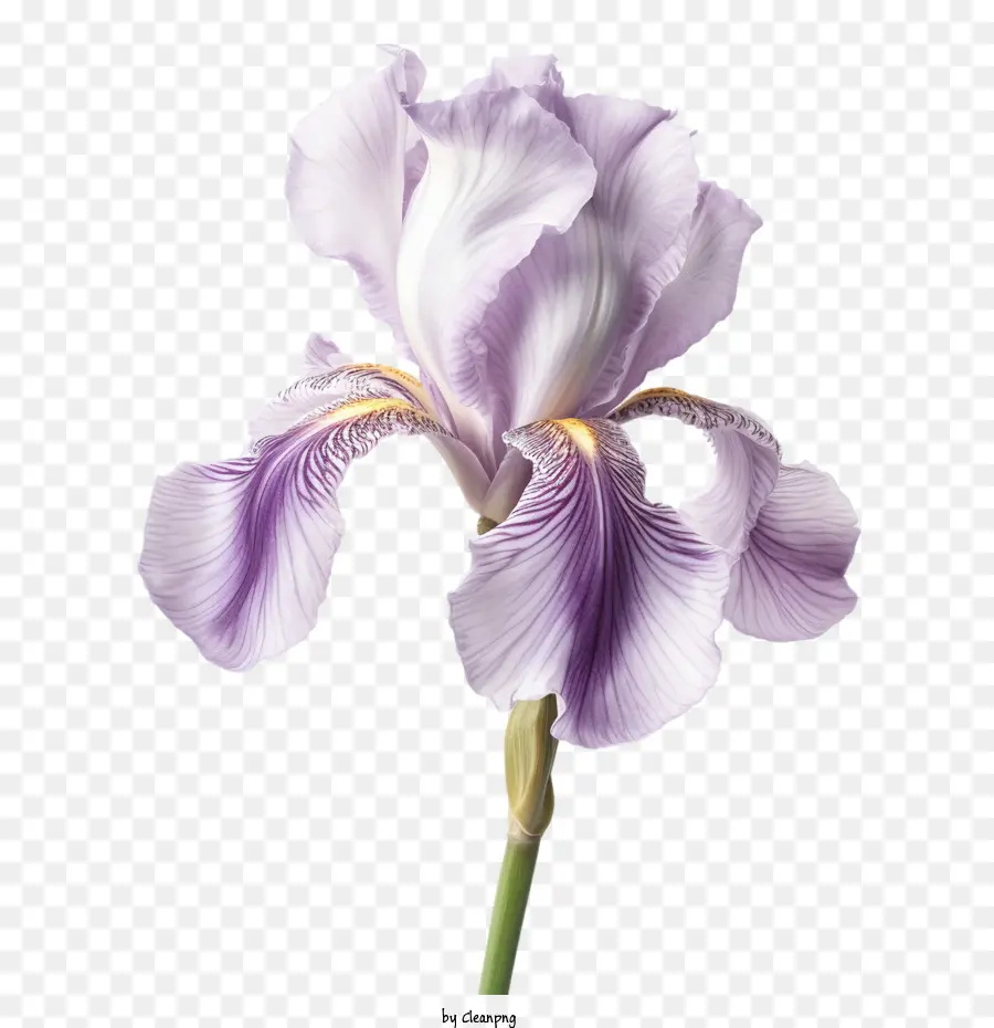 Iris Blume lila Iris Blütenblätter Stamm Stamm - 