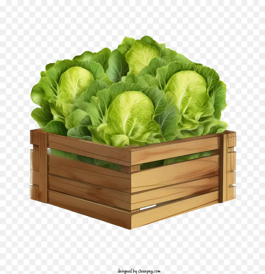 lettuce cabbage lettuce farm crate