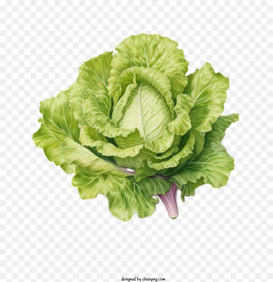Salat Salat grün Gemüseblatt - 