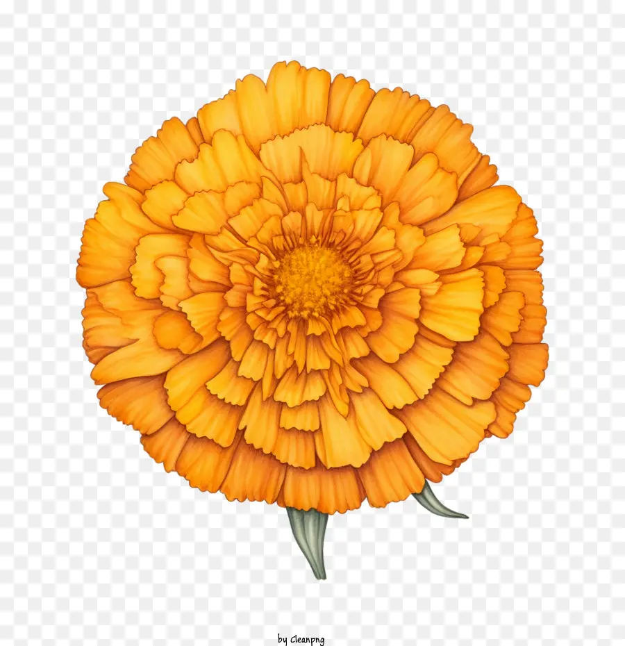 ringelblume Blume - 