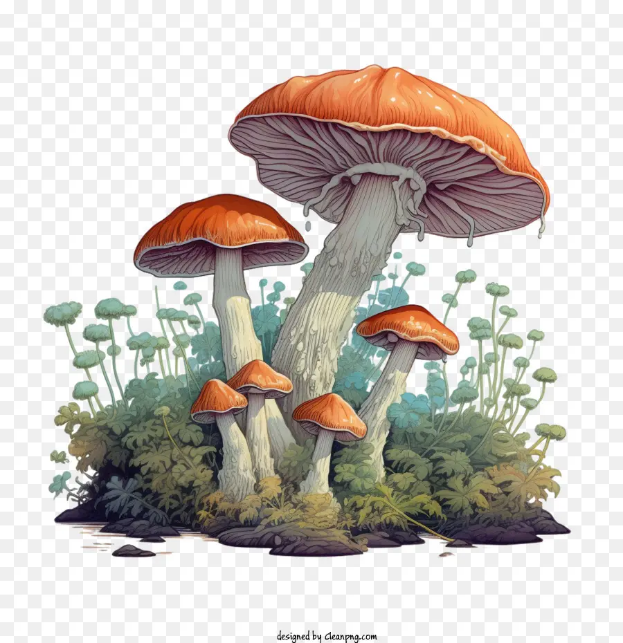 mushrooms mushrooms red toadstools growth