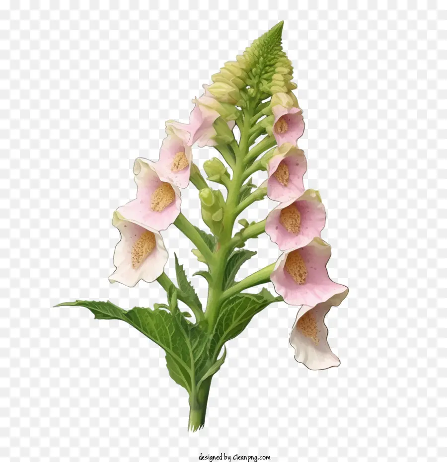 Foxglove Blume Pink Blumen Blätter Stamm Stamm - 