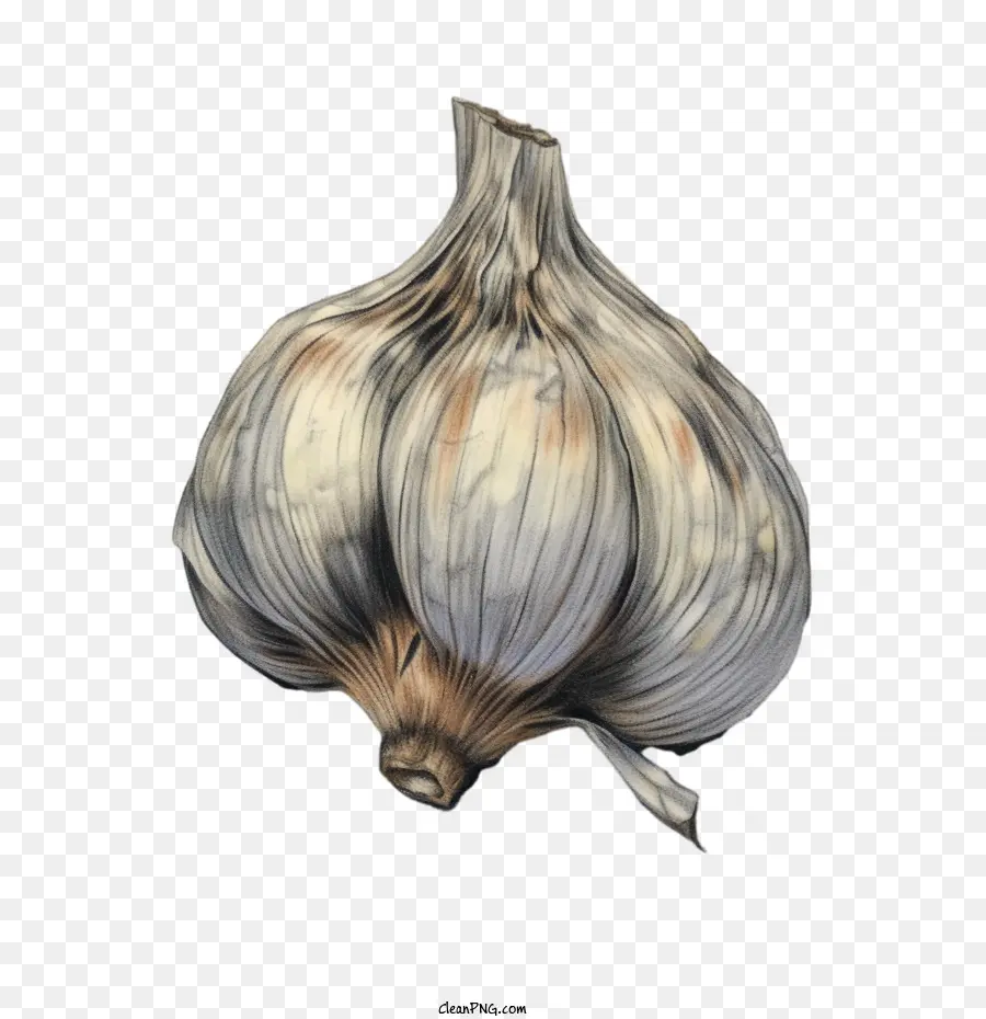 garlic garlic bulb plant vegetable