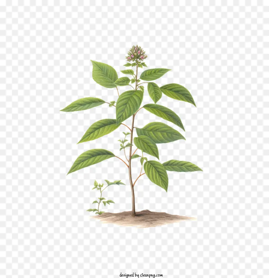 gambo di foglie verdi della pianta botanica dell'alberello - 