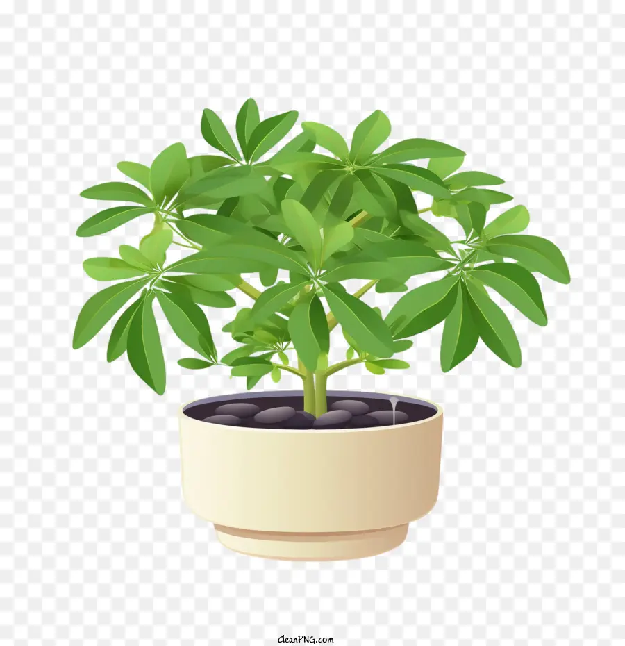 Schefflera Pflanze Pflanze Topfgrüne Innengarten - 