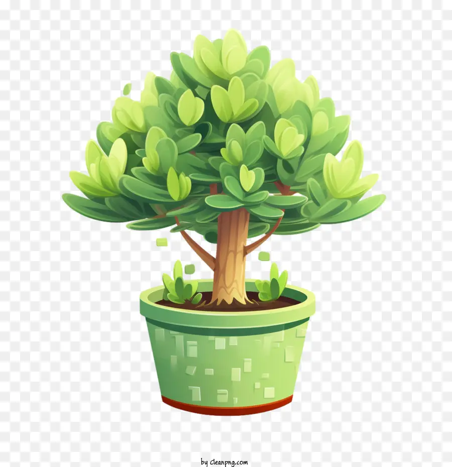 cây bonsai - 