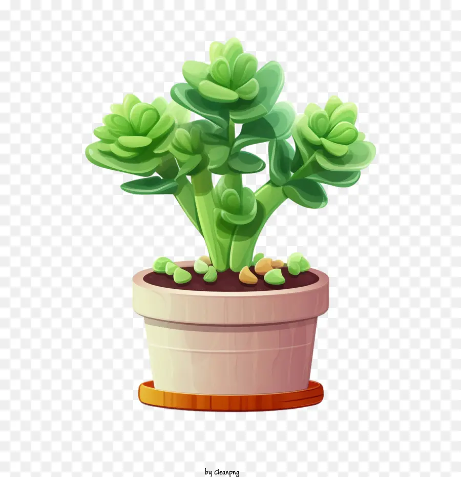 albero di casa succulento
 
pianta verde succulenta pianta succulenta cactus - 
