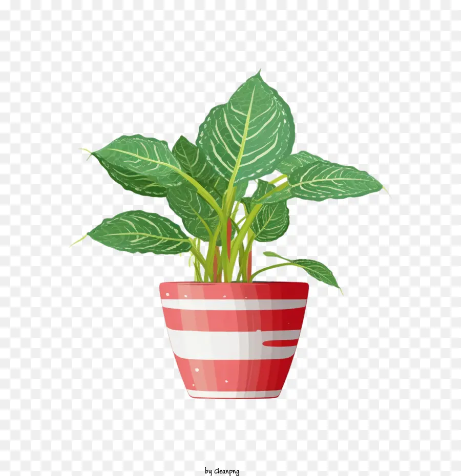 dumb cane
 plant pot plant potted plant red and white striped pot