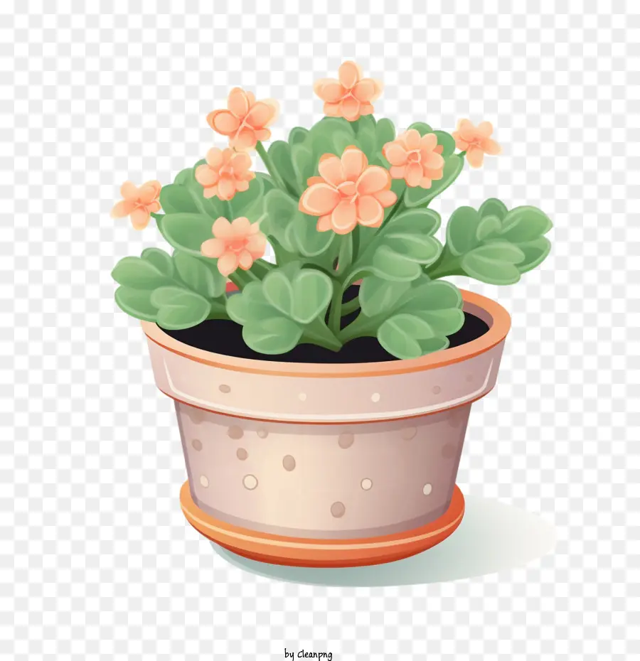 pianta kalanchoe gerani piante in vaso fiori giardino - 