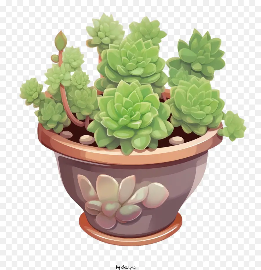 Varposedum varietà pianta in vaso succulente di vegetazione naturale - 
