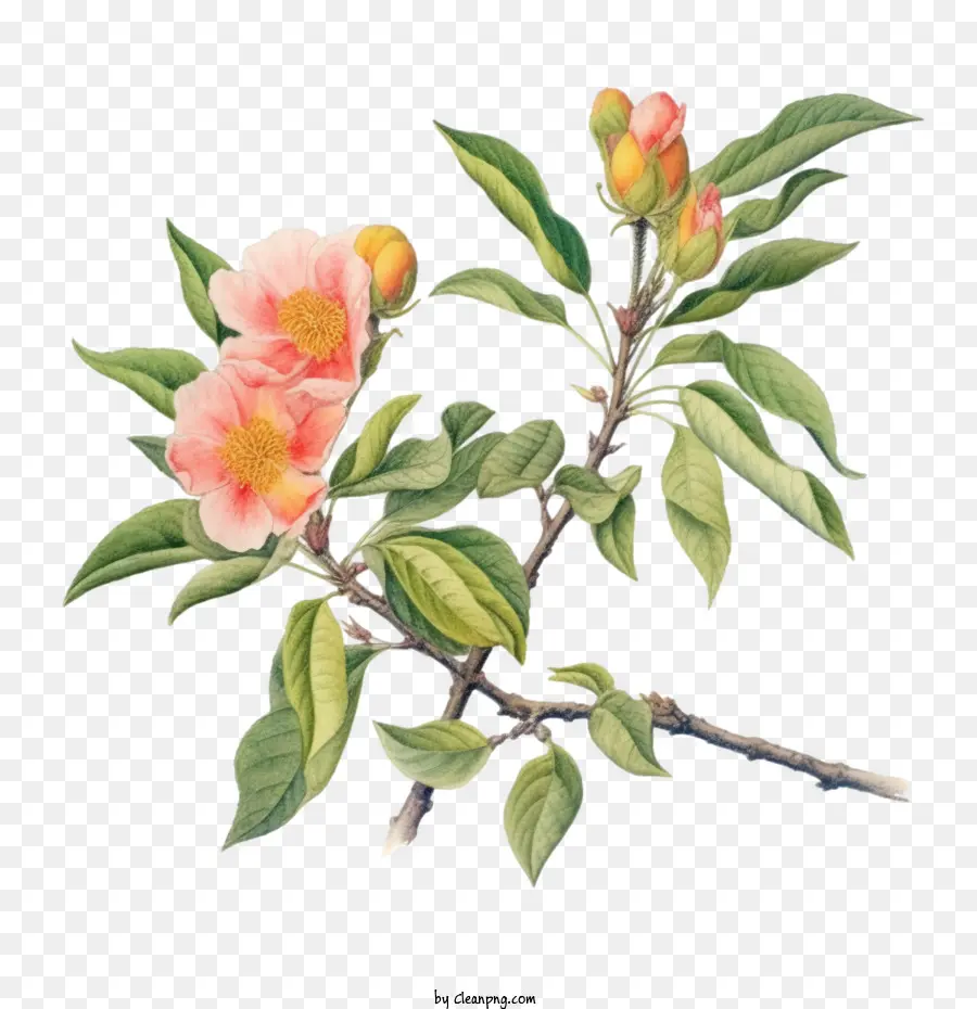 peach tree
 peach branch peach blossoms branch flowers