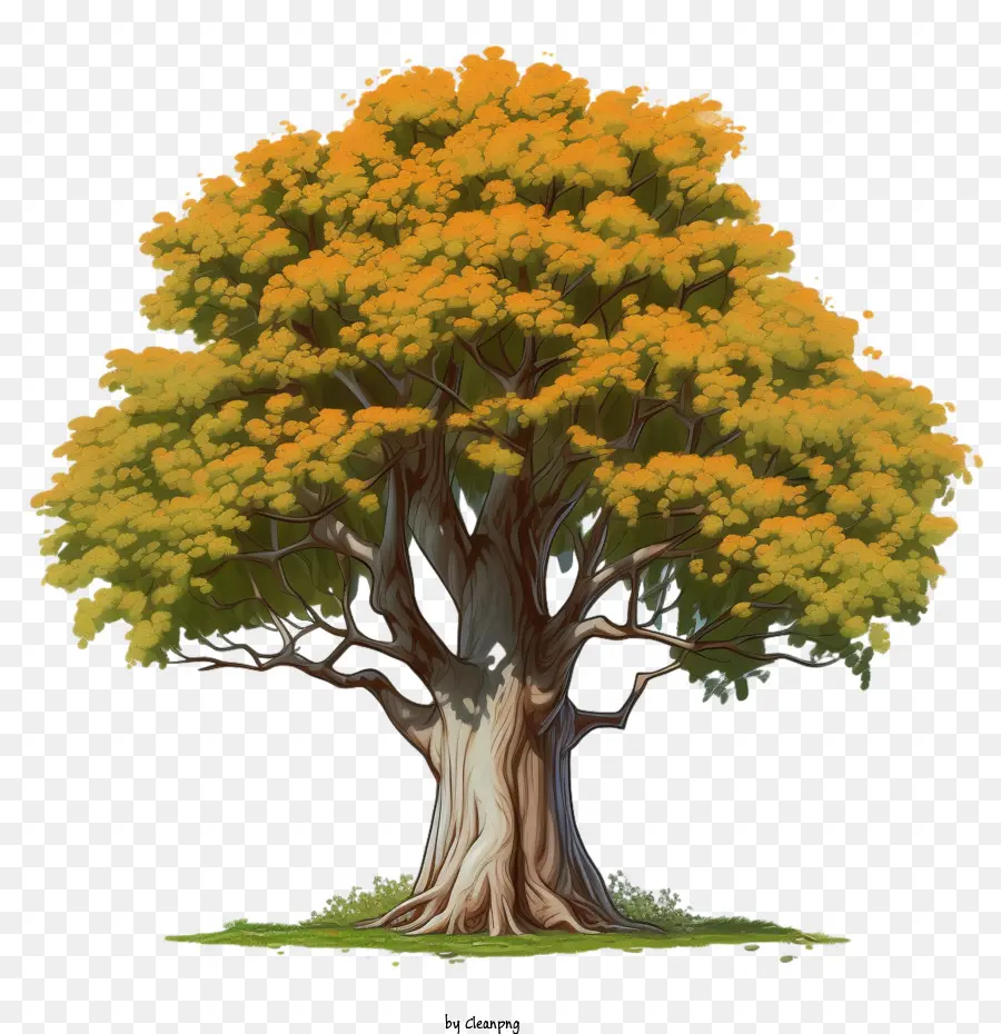 maple tree
