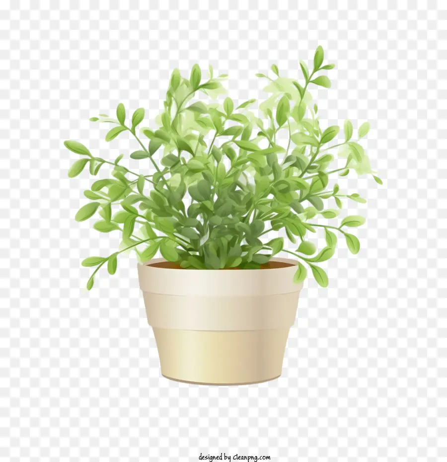 icus benjamina
 plant pot plant potted green