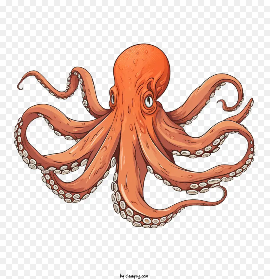 Octopus Octopus Sea Creature Marine Animal Squid - 