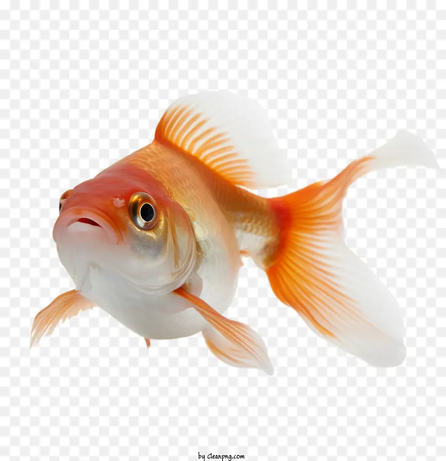 Haustierfoto Tag
 
Fisch Goldfisch Aquariumteich - 