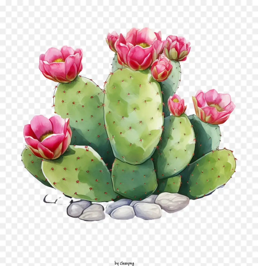 cactus - 