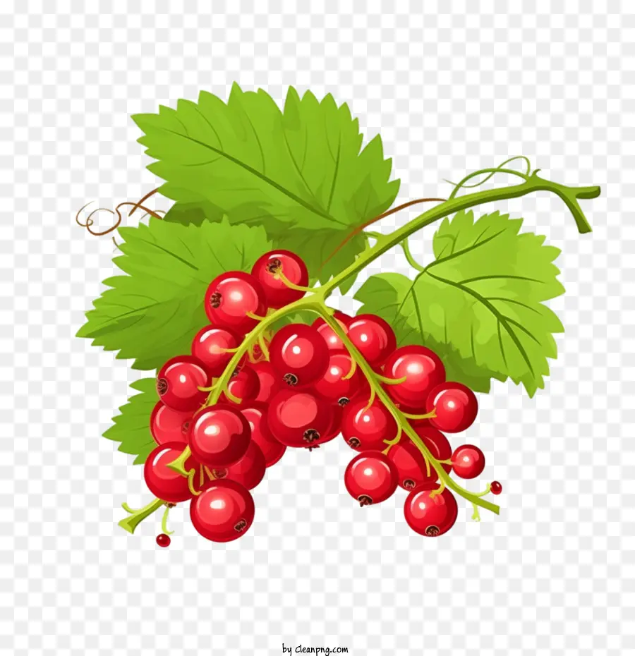 wild berry
 cranberries berries fruit red berries