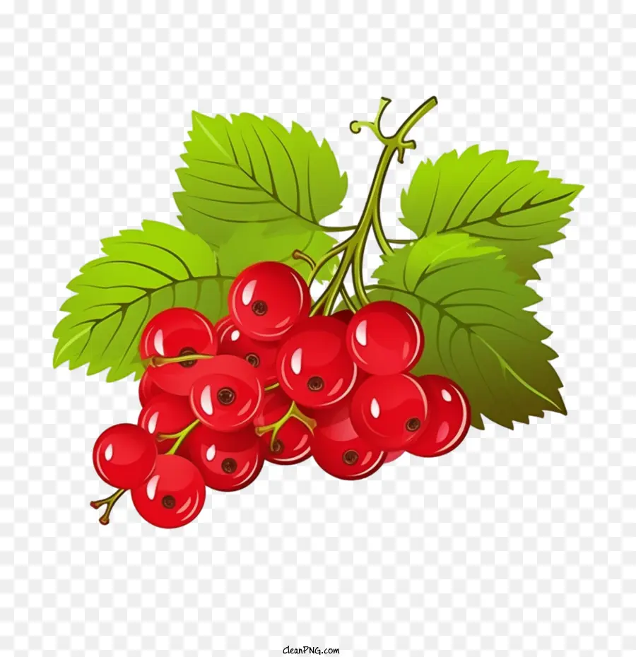 Rote Preiselbeeren Himbeer Red Fruit Beere - 
