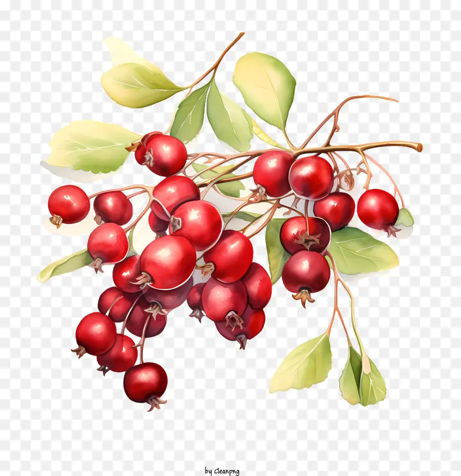 cranberries berries branches fruit green leaves