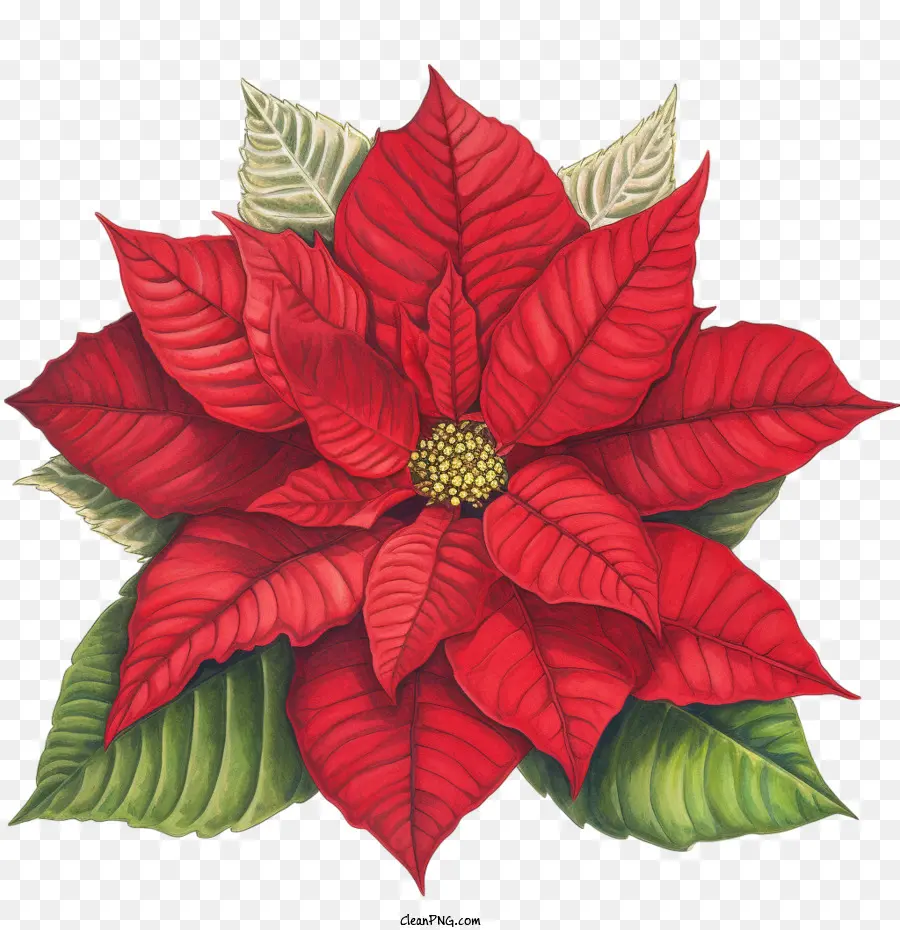 Weihnachtsstern Poinsettia Red Flower Holiday Dekoration - 