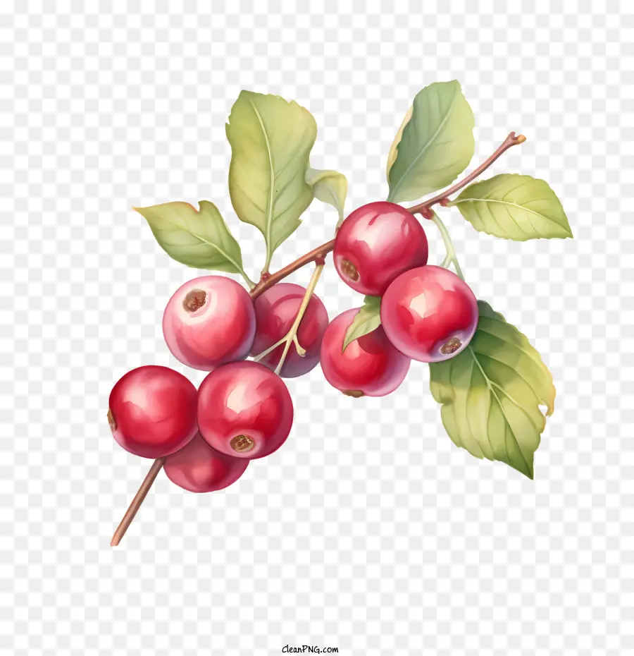 cranberries berries red fruit watercolor