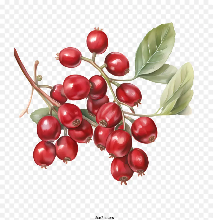 Cranberries Rote Beeren Beeren Frucht Beerenfrucht - 