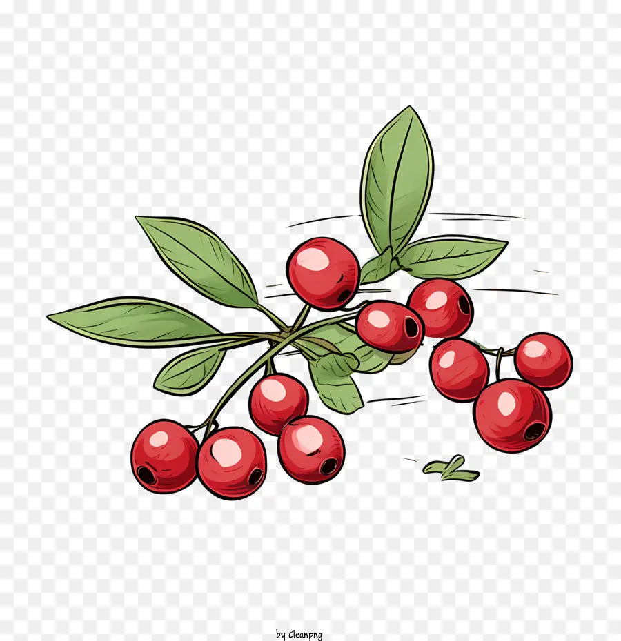 red cranberries red berries berry fruit