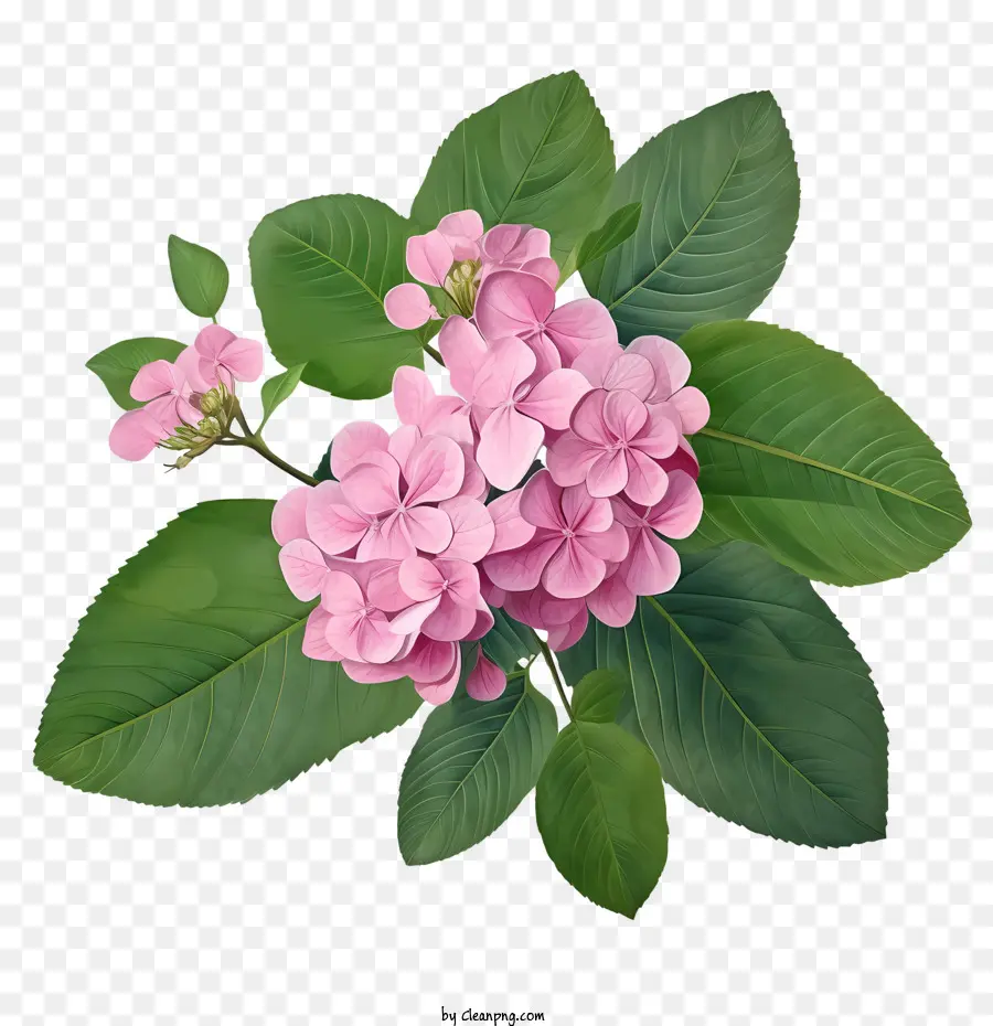 Hortensieblüte rosa Blumen grüne Blätter Flora Natur - 
