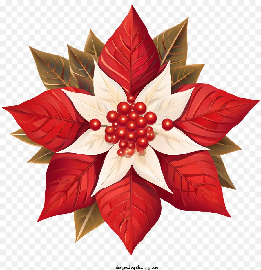 Weihnachtsstern Poinsettia Rot weiße Blätter - 