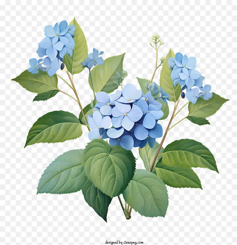 hoa hoa cẩm tú cầu hoa màu xanh lá cây - 