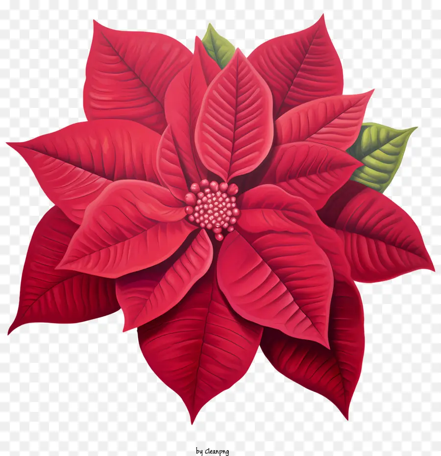 Weihnachtsstern Poinsettia Red Flower Holiday Dekoration - 