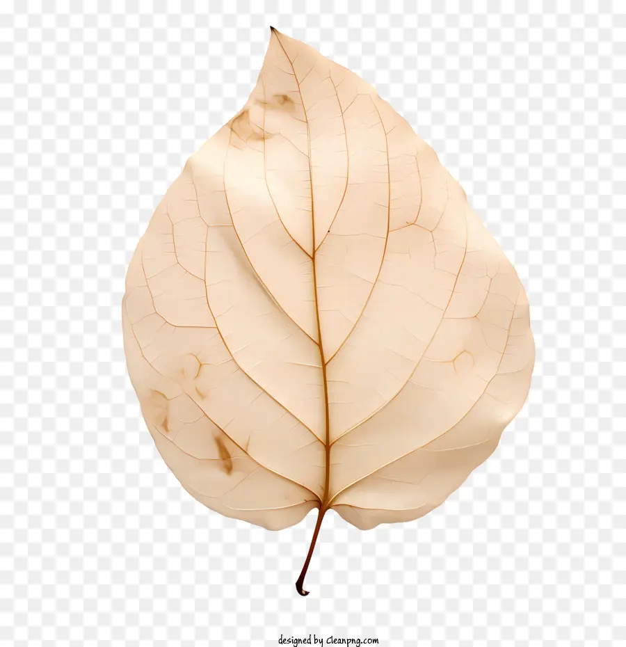 leaf shape