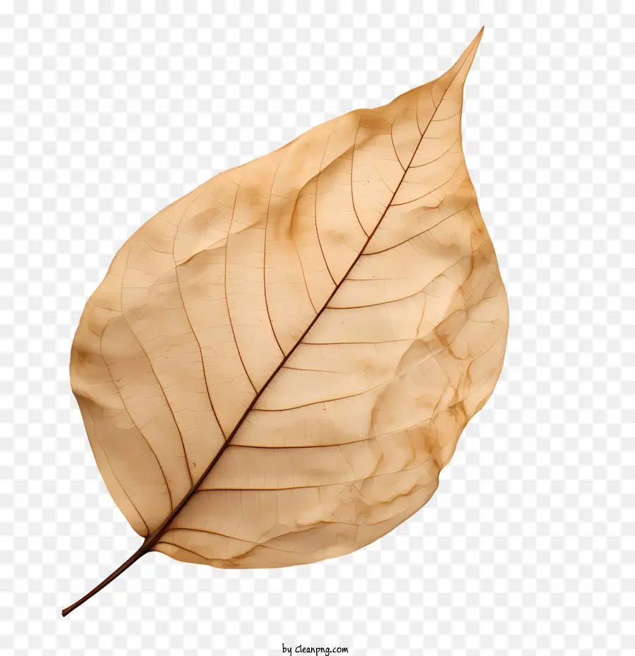 dried leaf brown leaf dry withered