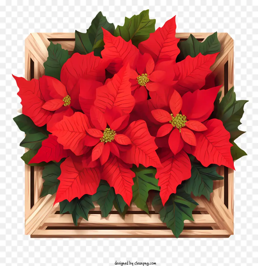 Poinsettia Poinsettia Decorazione per le vacanze Box fiori rossi - 