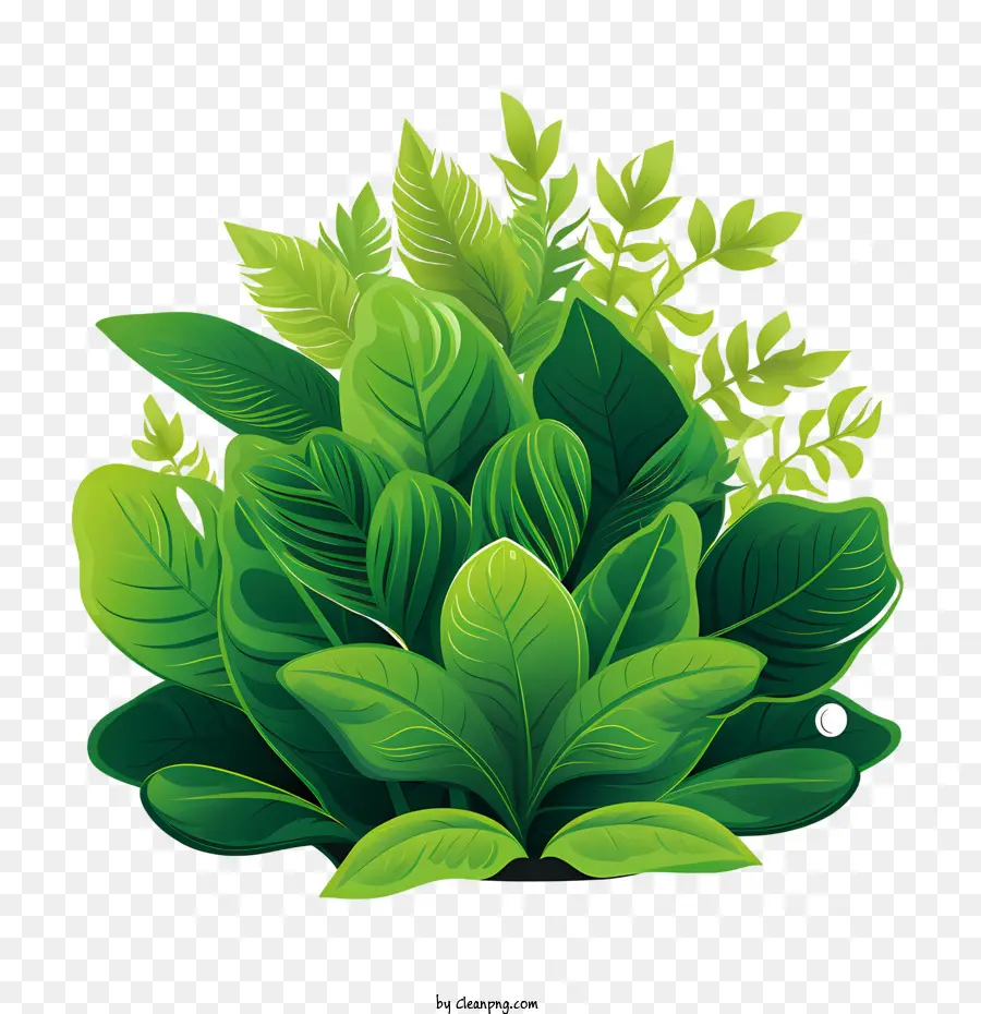 grüne Pflanzenblatt grüne Pflanze Botanische - 