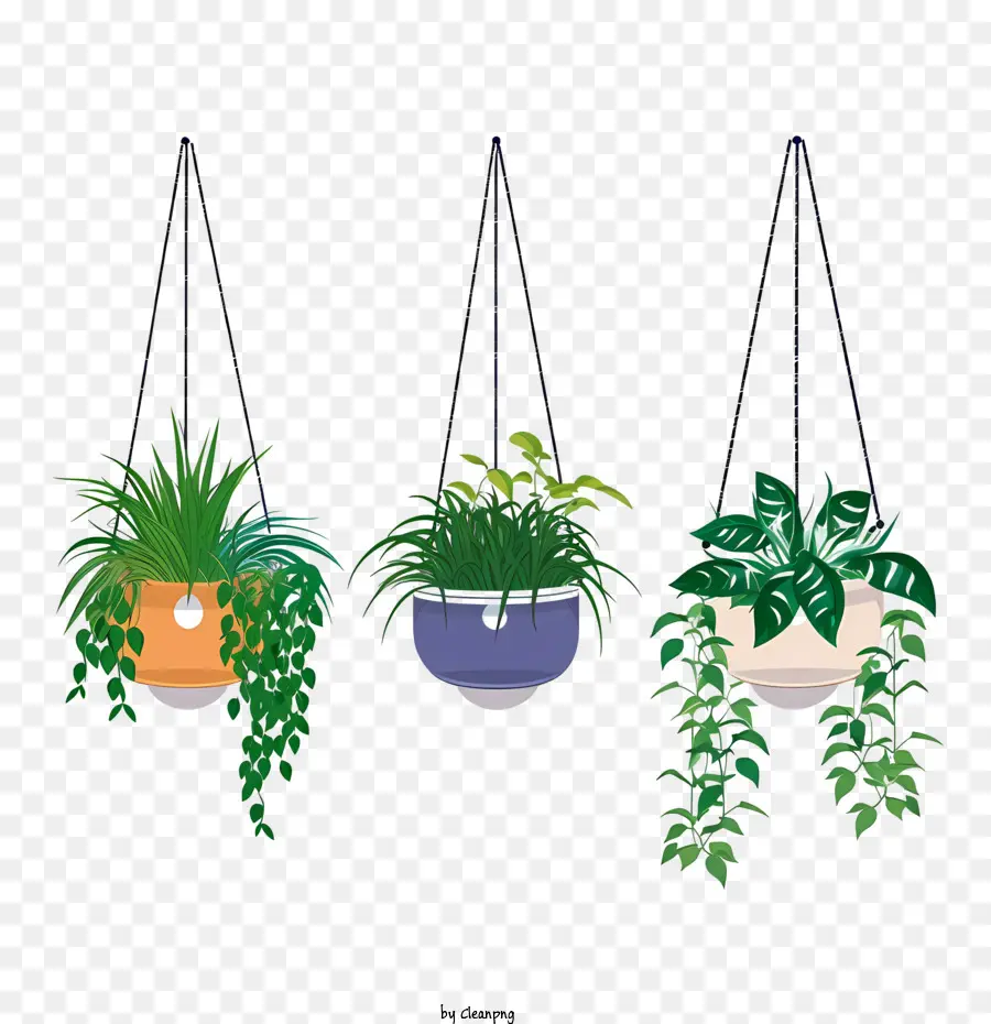 Hängende Pflanze mit Topfgarten hängende Pflanzpflanzen Grün grün - 