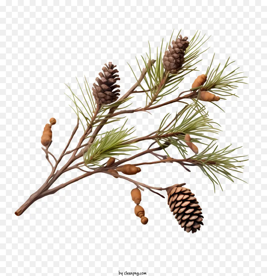 pinecone pine branch cones needles bark