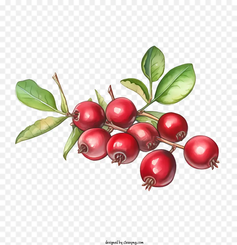 cranberries ripe cranberries fruit berries watercolor