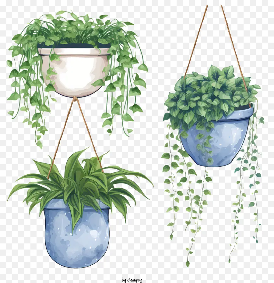 Hängende Pflanze mit Topfpflanze hängende Aquarellgrüne - 