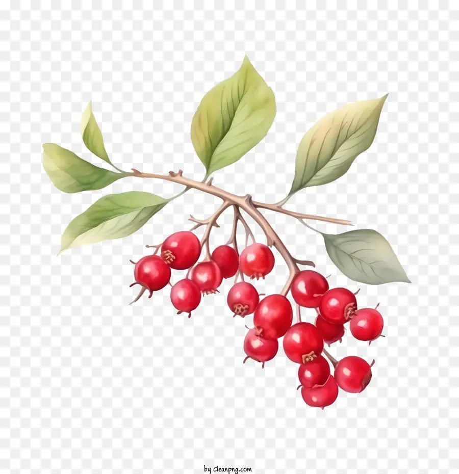 Rote Preiselbeeren Beeren Red Fruit Ast - 