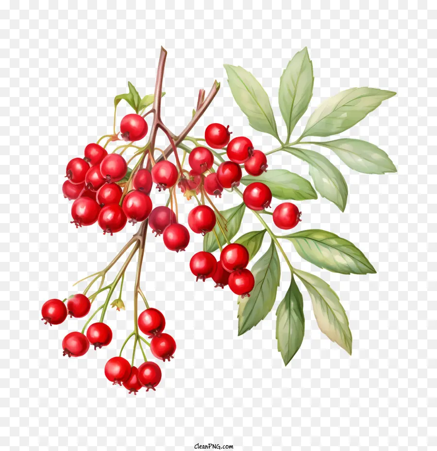 red cranberries apple red fruit berries