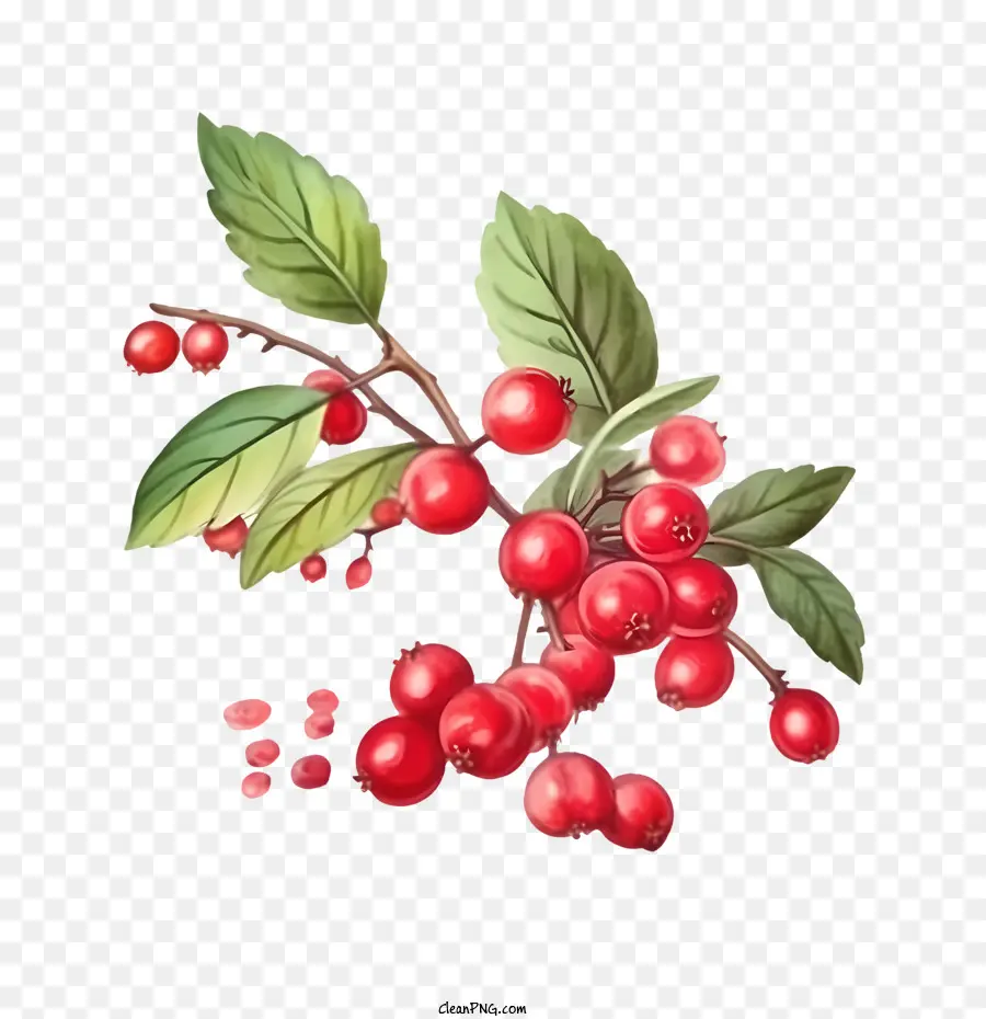 red cranberries berries red fruit branch