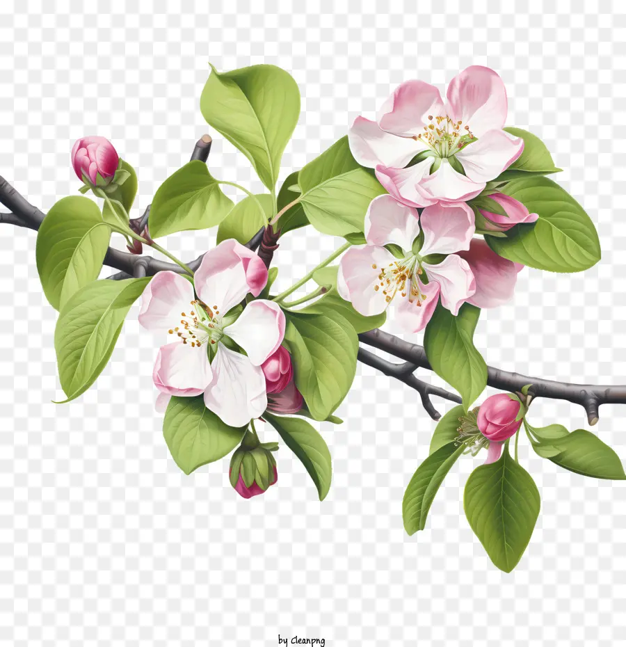 Apfelblüte Apfelblüte rosa weiße Blütenblätter - 