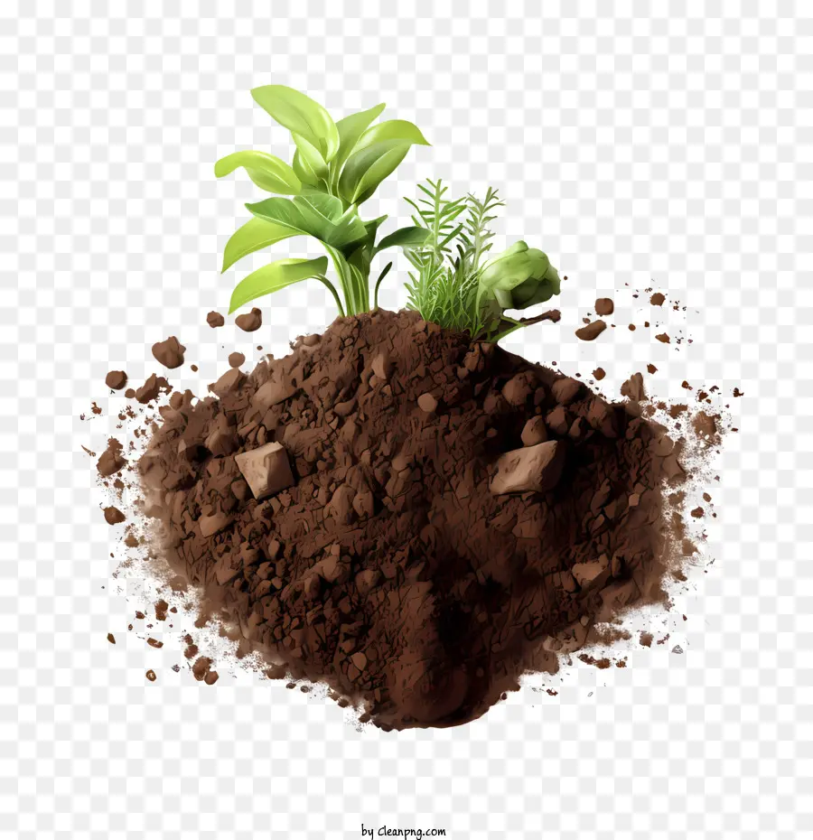 world soil day soil plants garden dirt