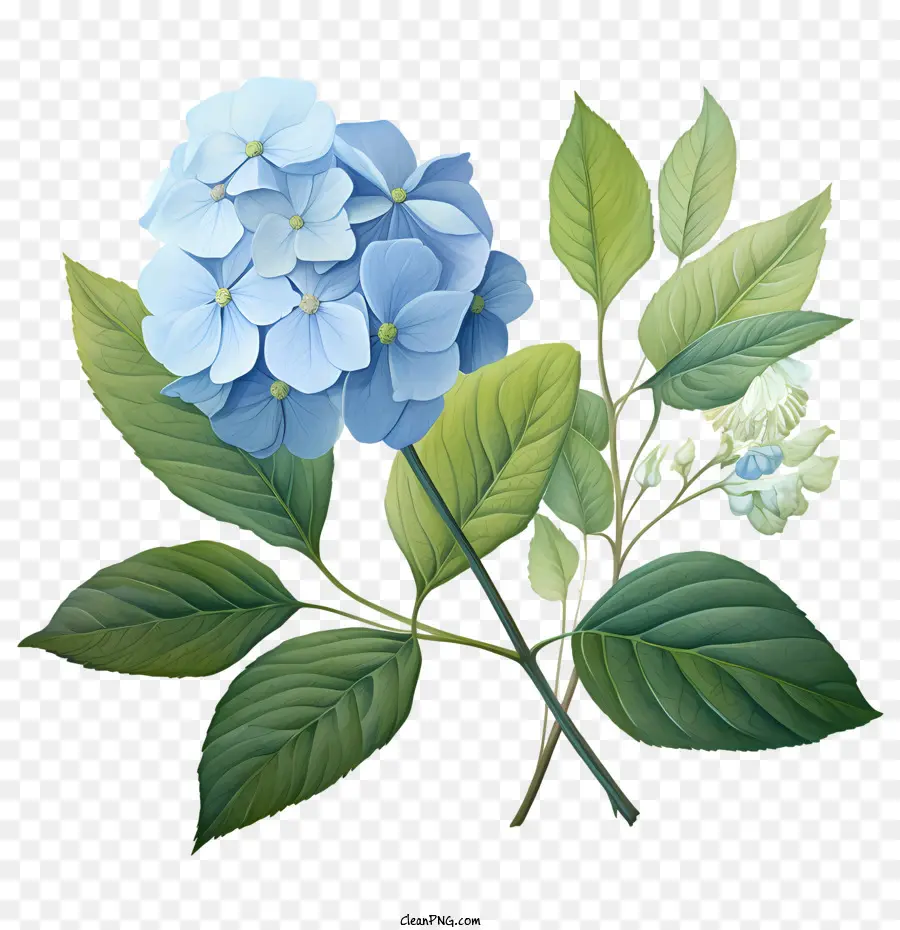 Fiori blu di fiori di ortensia foglie ramo - 