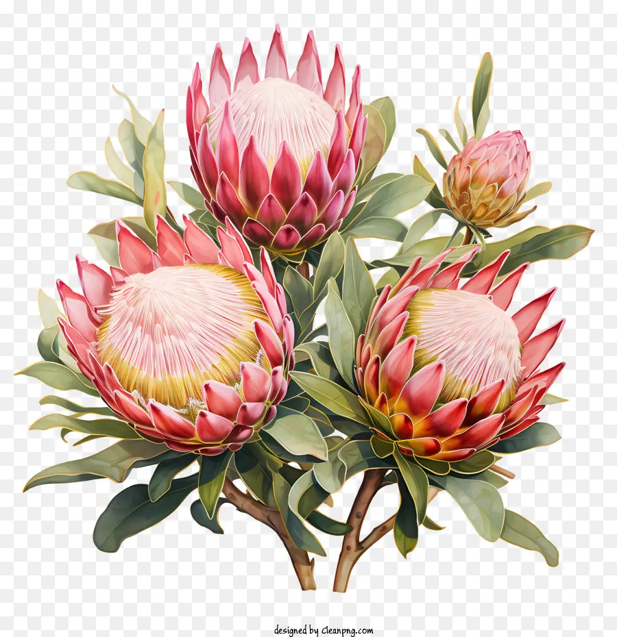 Protea Flower Pink Flower Cluster Blooming - 