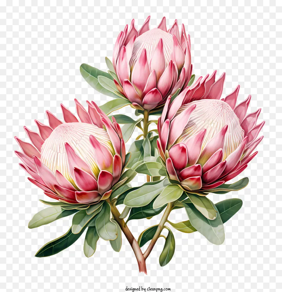 Protea Flower Pink Flowers Bloom Petals - 