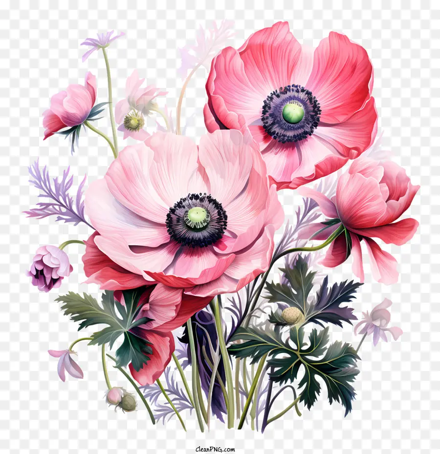 anemone flower flowers poppies red pink